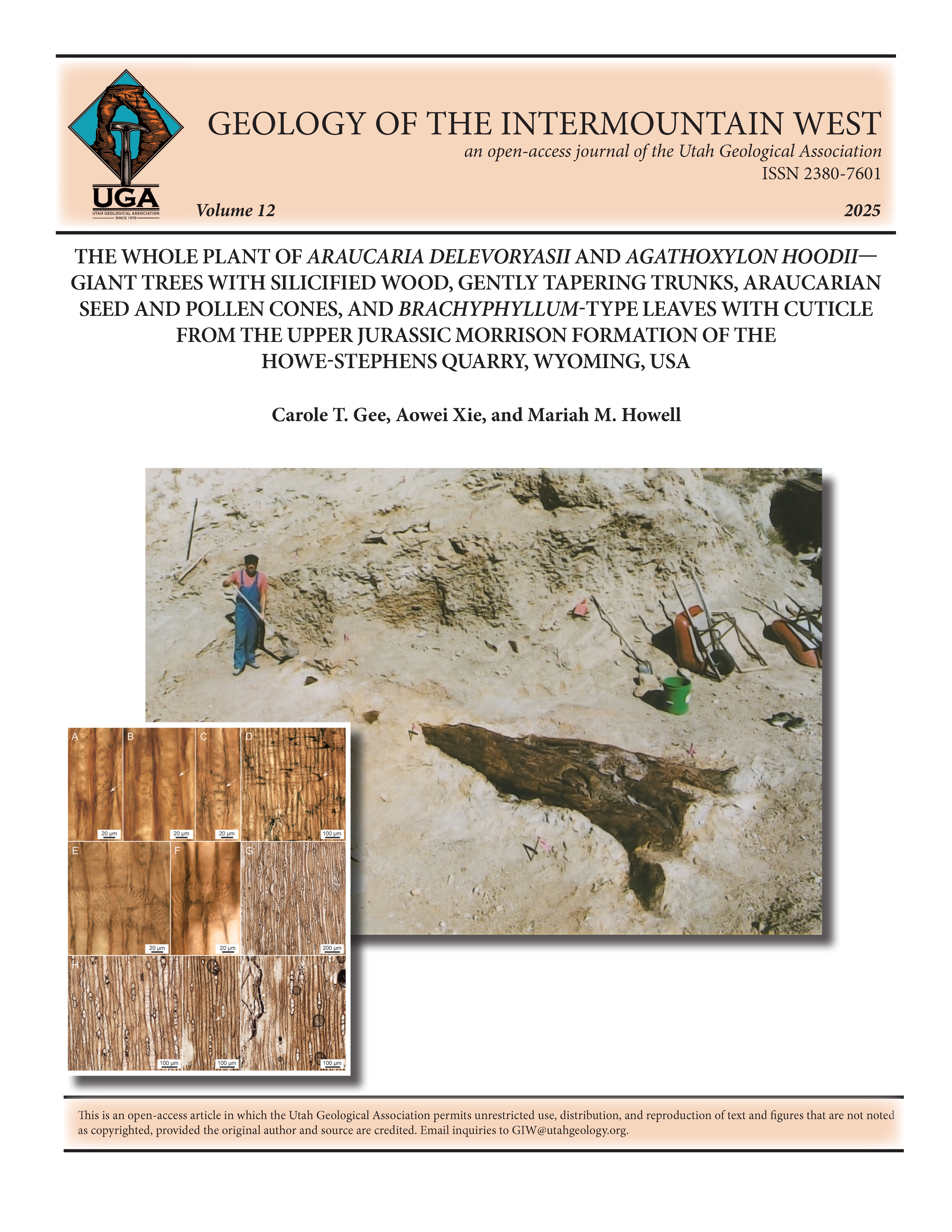 Photograph of the first tree trunk discovered in the Howe-Stephens Quarry in 1998 with Hans-Jakob Siber for scale. Image modified from Ayer (2000). Inset consists of photomicrographs of Agathoxylon hoodii. All images were taken of radial and tangential sections of thin sections of specimen number SMA 0424-021. See Figure 7 for detailed descriptions.