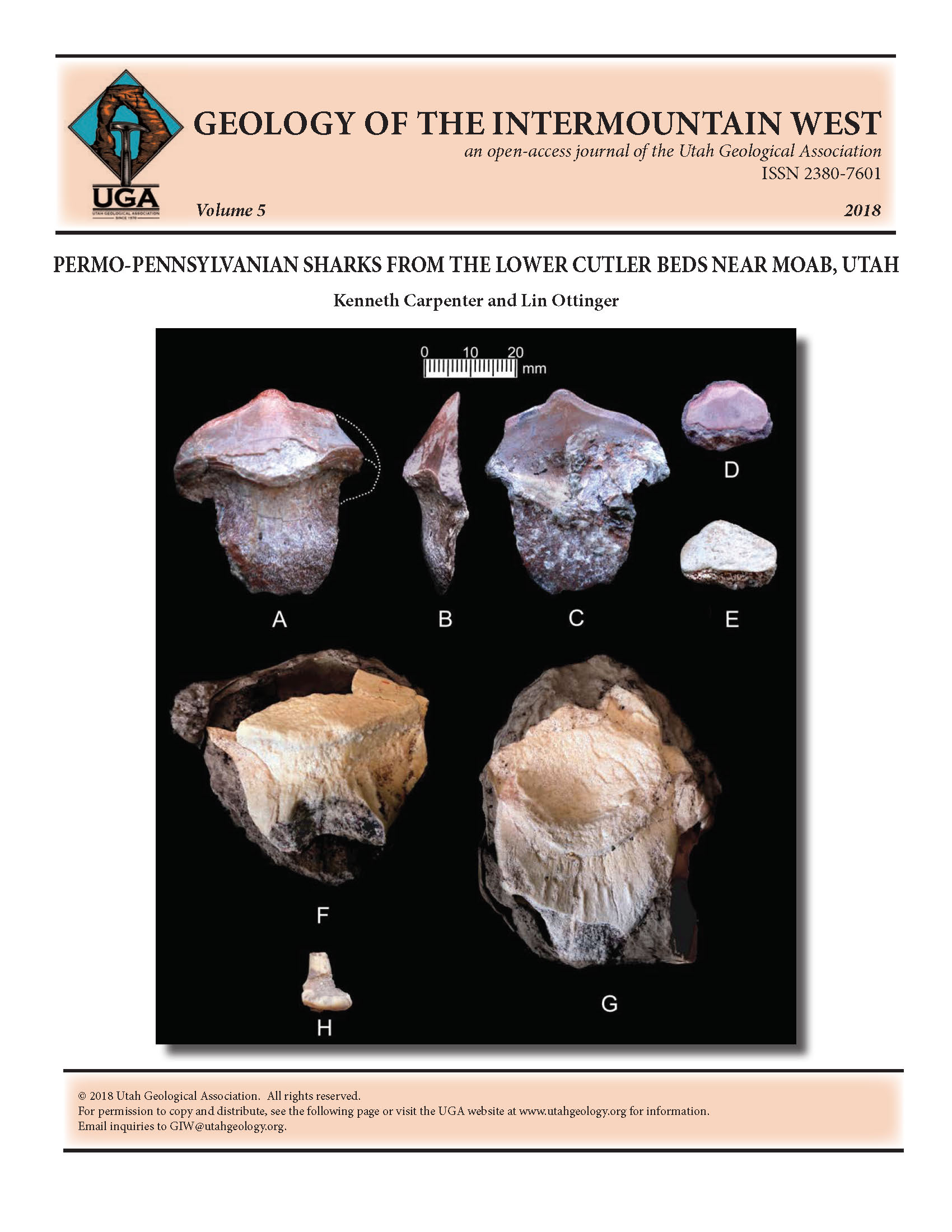 Shark teeth from the lower Cutler beds, Shafer Basin from near Moab, Utah